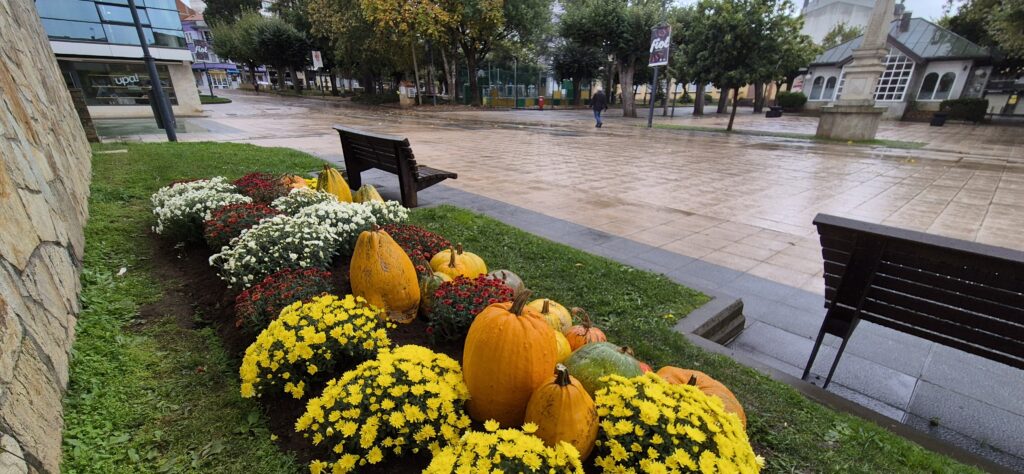 Presume de xardíns. Cabazas na praza do concello
